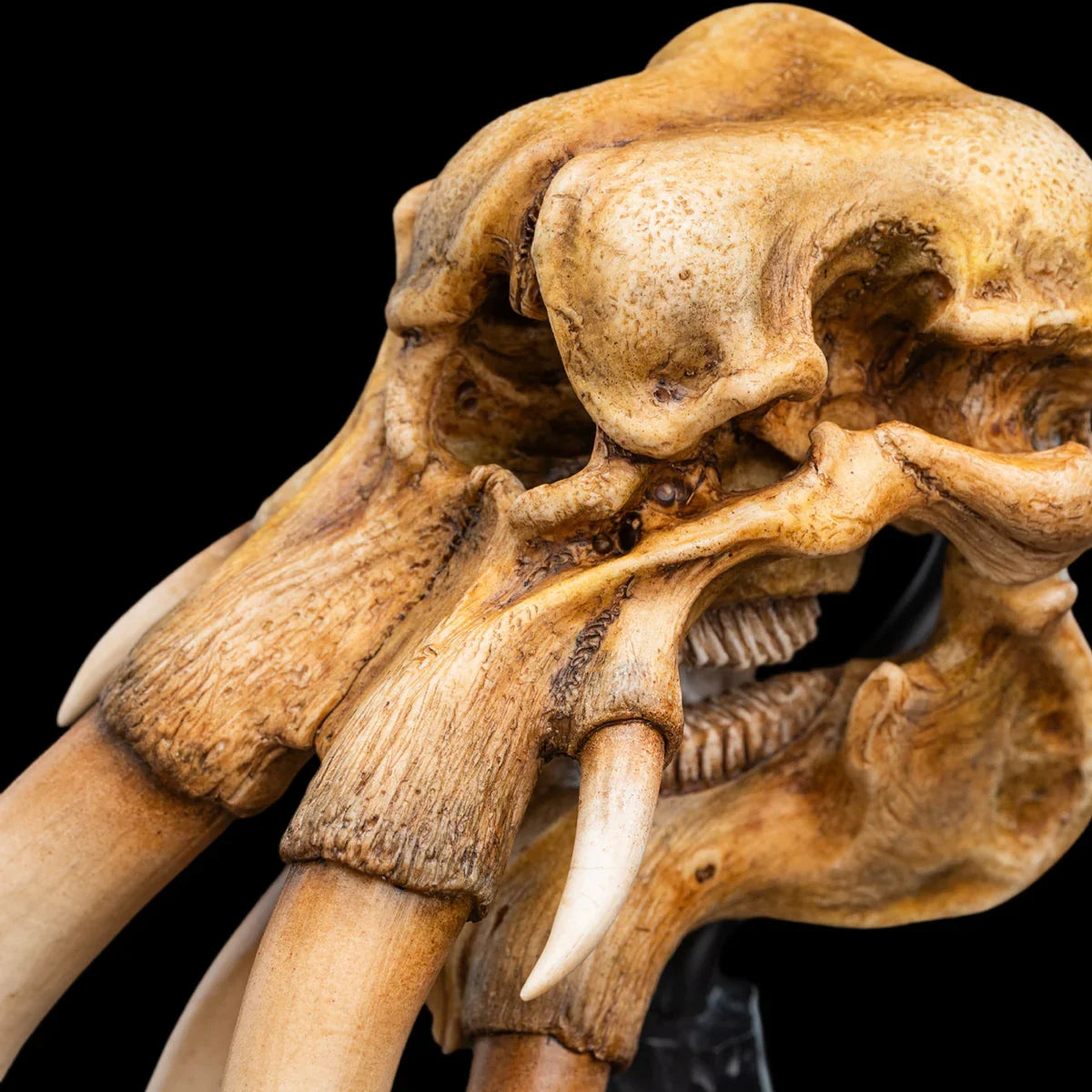 El Señor de los Anillos - Cráneo de un Mumak SDCC 2025 Estatua en miniatura